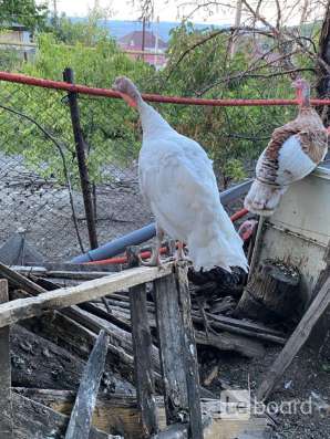 Индюки
