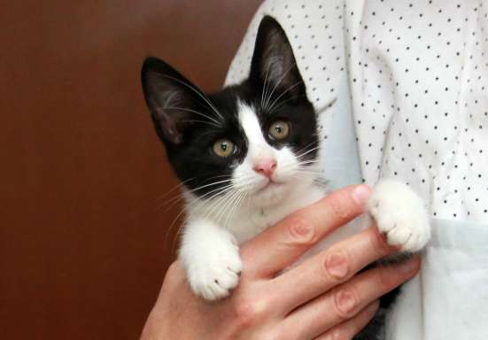 Феликс, красавчик-«маркизик». Котенок в добрые руки.