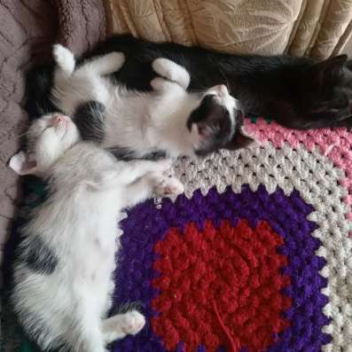 Отдам котят в добрые руки