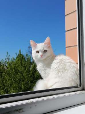 Кошка белая