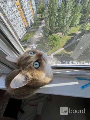 Продаю кошку в Тольятти