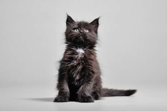 Продажа котят мейн кун фото 10