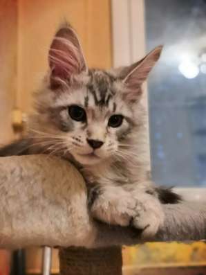 Котята породы мейн-кун