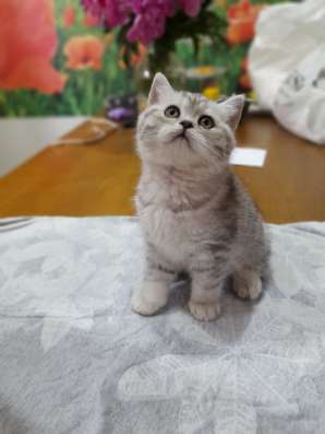 Шотландская кошечка