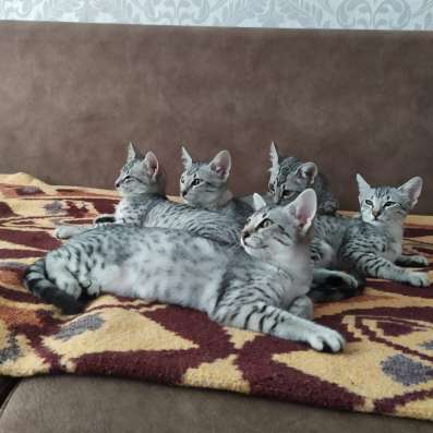 Котята Египетские Мау фото 5