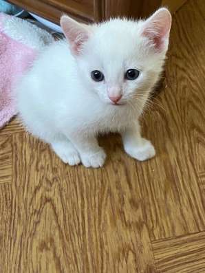 Красивые котята в Красноярске фото 3