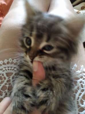 Шотландский котёнок