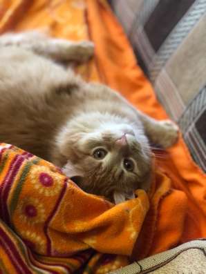 Невероятно классный солнечный котик ищет дом! в Люберцы