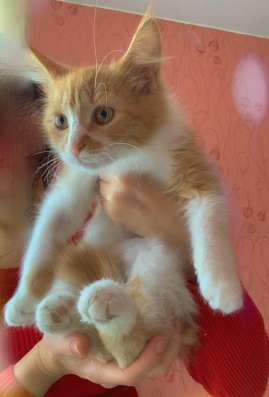 Котенок метис мейнкуна