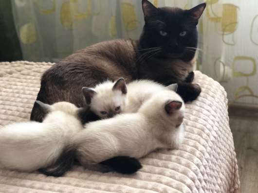 Тайские котята в Батайске