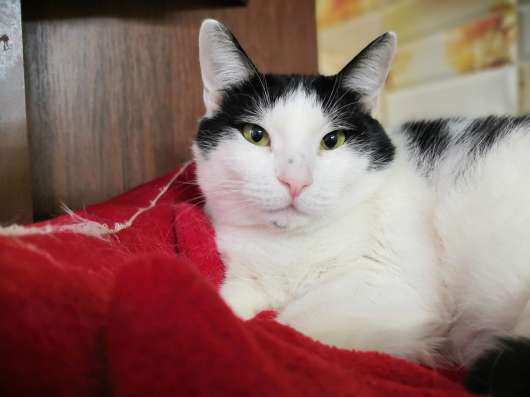 Приключения Шурика! Котик ищет дом!