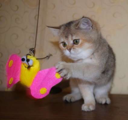 Шотландская кошечка
