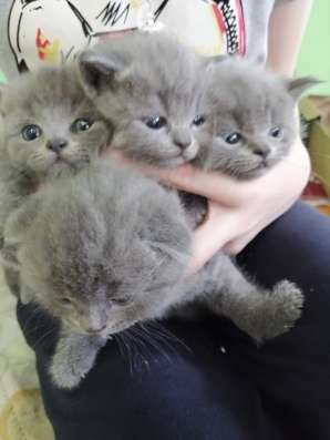 Продам плюшевых котят