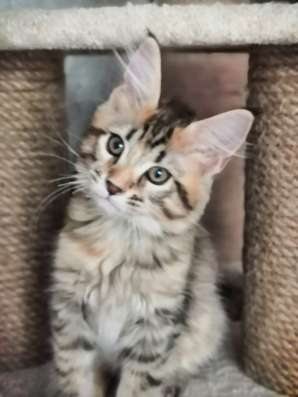 Котята породы мейн-кун в Москве фото 7