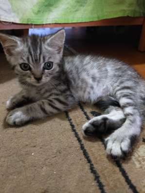 Шотландские котята фото 16