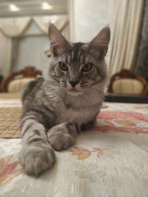 Котята мейн-кун из питомника фото 7