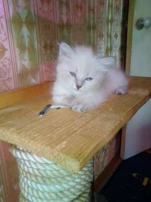 Котята Бирмы в Новокузнецке фото 4