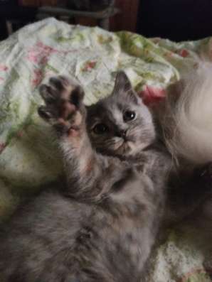 Котята шотландские в Краснодаре фото 5