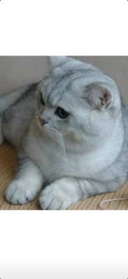 Кот на вязку