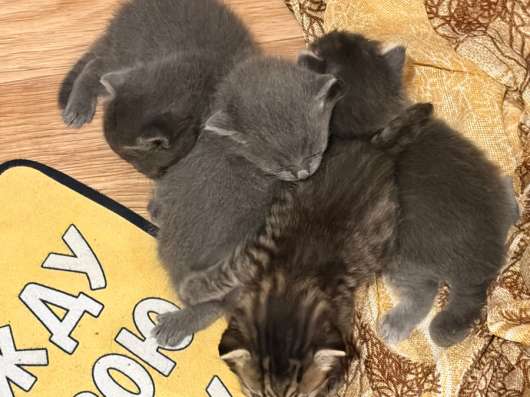 Отдам котят в добрые руки