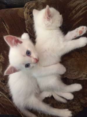 Отдам котят бесплатно в Тюмени фото 5