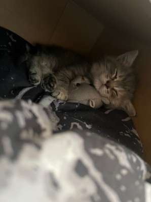 Отдам котёнка в добрые руки в Самаре