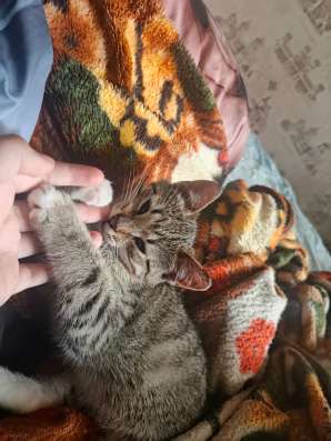 Котенок мальчик 4 месяца в Егорьевске