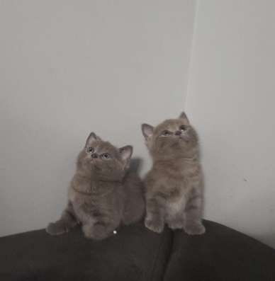 Шотландские котята фото 3