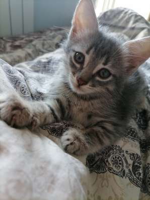 Котенок в добрые руки