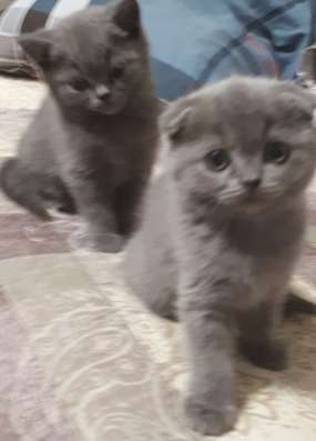 Прямоухая британочка фото 12