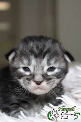 Maine Coon Male Nesquik фото 3