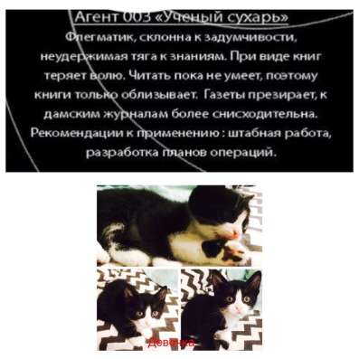 Котята в добрые руки бесплатно в Симферополе