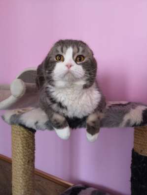 Кот Крис от питомника