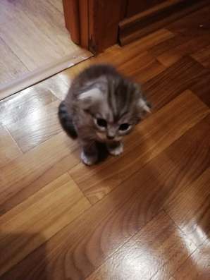 Котята шотландцы в Челябинске фото 4