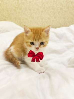 Котята скоттиш фолд и страйт в Якутске фото 3