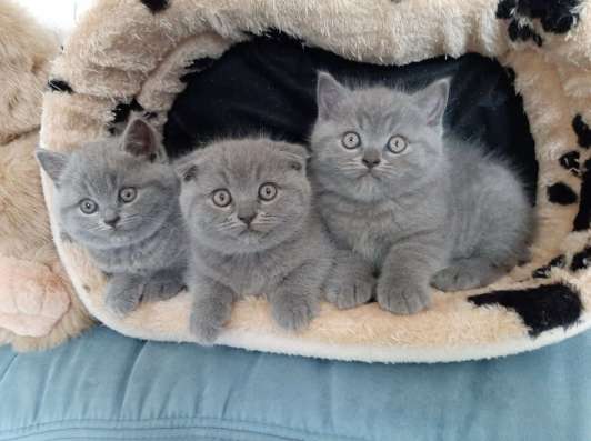 BKH Scottish Fold kitten фото 6