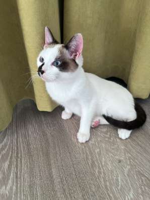 Котёнок Сноу шу в Волгограде фото 3