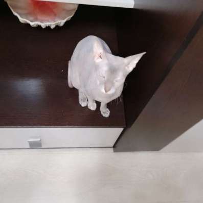 Кошечка Сфинкс