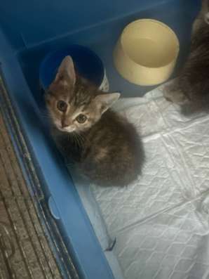 Котята