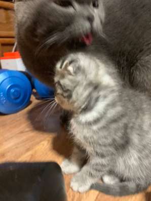 Котенок Шотландский вислоухий в Сысерти фото 3