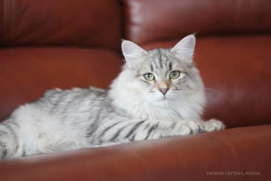 Сибирский котенок из питомника в Челябинске фото 5