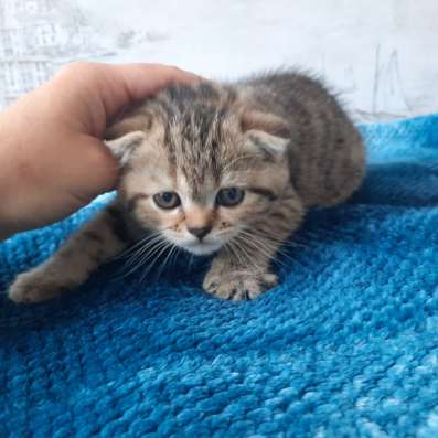Веслоухая кошечка