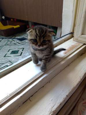 ШОТЛАНДСКИЕ КОТЯТА фото 3