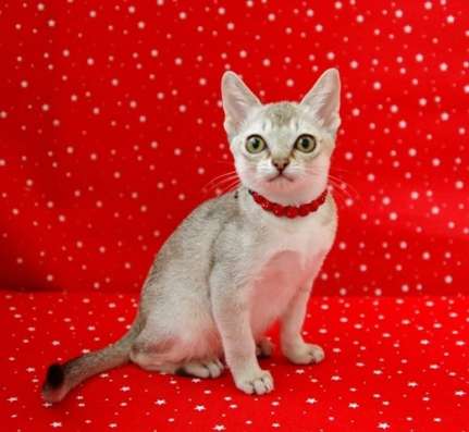Котята породы Сингапура из питомника БИБИГОН в Москве
