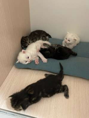 Котята мейн кун в Красногорске фото 16