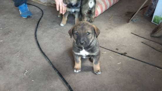 Отдам щенков в хорошие руки в Серпухове фото 4