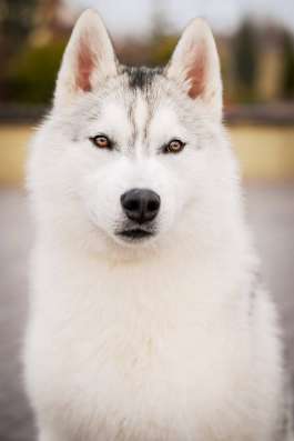 PUPPIES SIBERIAN HUSKY