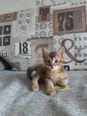 Абиссинские котята в Голицыне фото 6