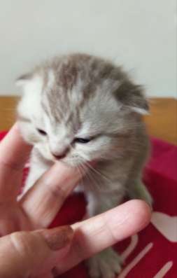 Скоттиш фолд и Скоттиш страйт шиншиллыРодословная фото 7