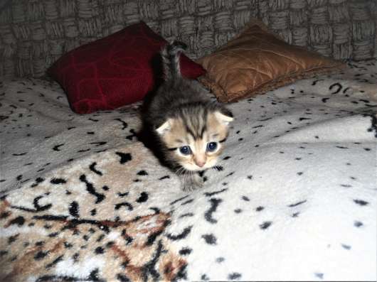 Шотландские котята фото 3